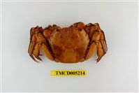 藏品(臺灣扁絨螯蟹)的圖片